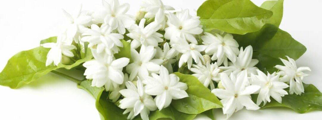 De lente ruikt naar jasmijn. De geur van hoop, de geur van positiviteit.